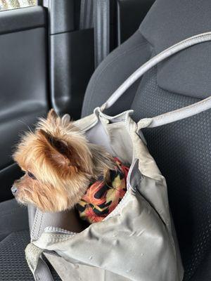 My pup after his grooming