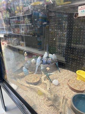 the parakeets often have a bathtub meeting