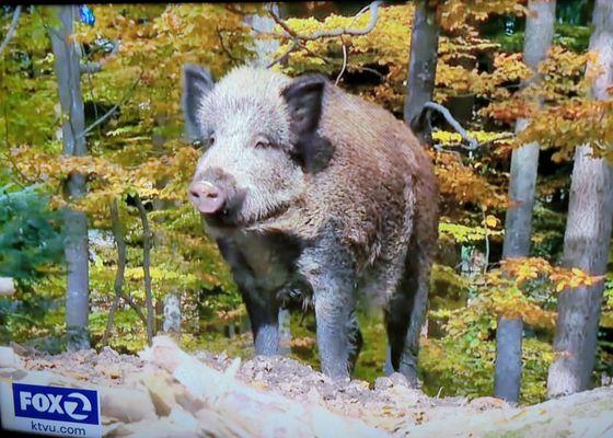 Great reporting! I didn't know we had a wild pig problem