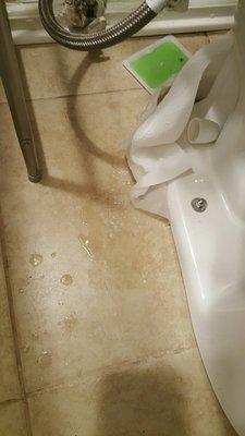 Toilet leaking urine into kitchen downstairs. Greenleaf properties refuses to acknowledge or fix the problem.