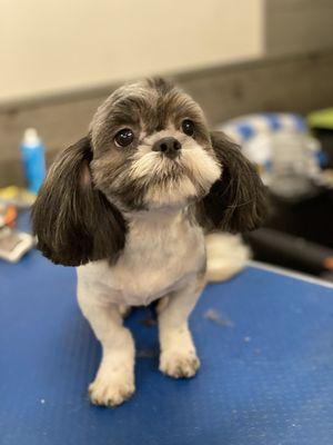 Shih Tzu puppy