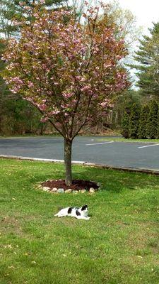 North Dighton Fire District Water Dept -  Guard Cat