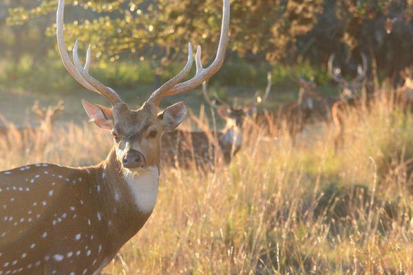 "The Best Free-Range Axis Deer Hunting in the World"