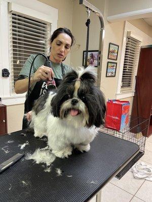 Been taking my Shih Tzu to Jessica for over a year. I love how she's so patient with my little anxious fur ball. Always does a great job!