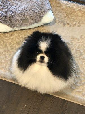 Cookie (Pomeranian) after bath and scissor trim