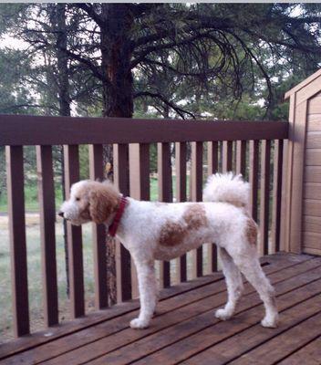 "SQUIRREL!" in Flagstaff