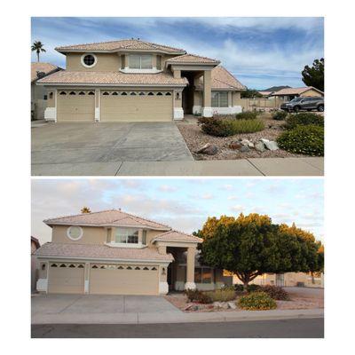 Before and after ficus tree removal.