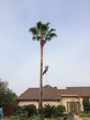 Palm Trimming