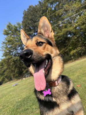 Sasha enjoying a little sunshine and playtime in the client only Pebble Creek Dog Park