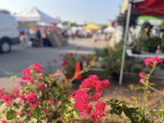 Wolf Ranch Farmer's Market