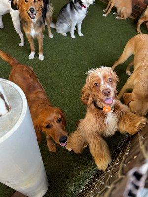 Walker and all his buddies!