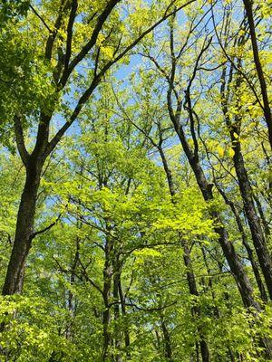 Soaring trees