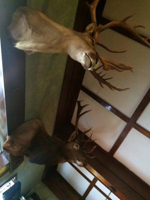 taxidermy animals