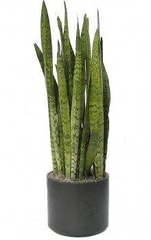 Snake Plant