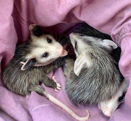 Some little opossums I rehabilitated this season!