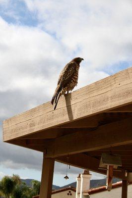 Harris Hawk on our roof.