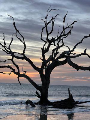 Driftwood Beach