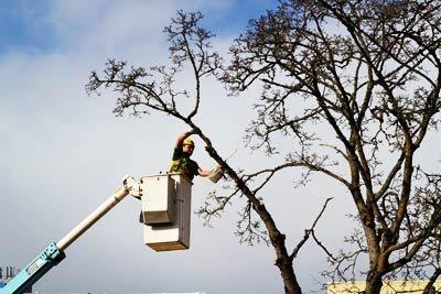 Arborscape Tree Care