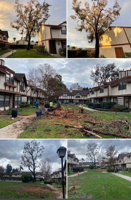 Tree removal services