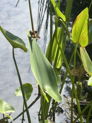 Ijams Nature Center Pond