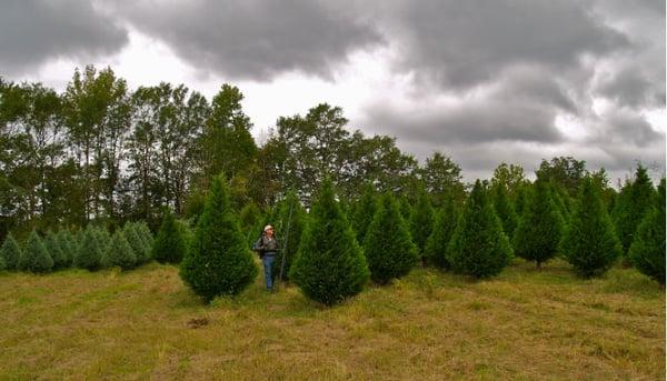 Christmas Trees Growing