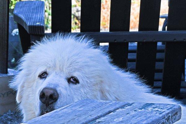 Local resident came by to say hi and to enjoy the shade