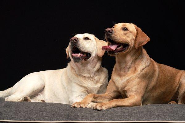 Two dogs in couch in studio session