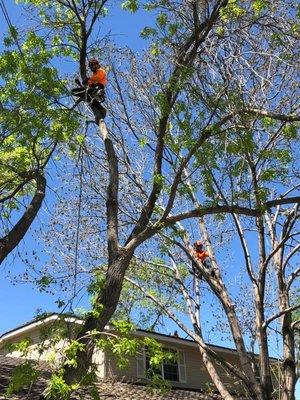 Full pruning on some residential trees