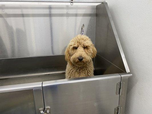 Golden doodle in the tub