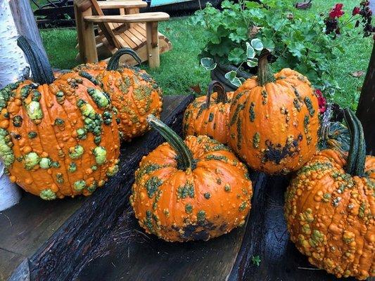 Questionable pumpkins