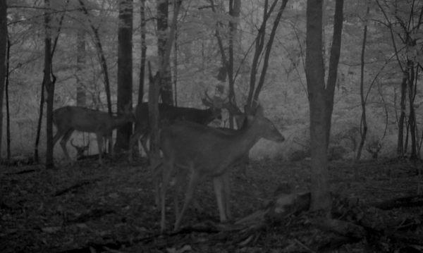 Whitetail Foggy Morn