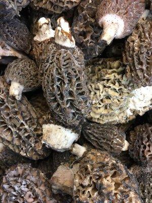 Local wild morels 3