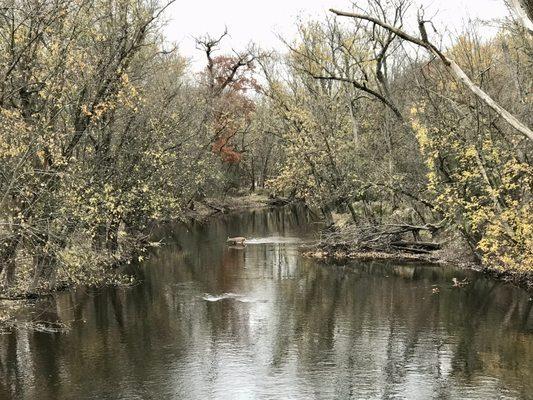 White tail deer crossing the river