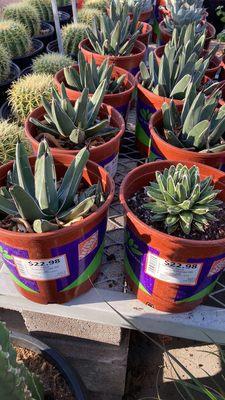 King and queen agaves