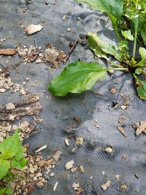 Baby Toads