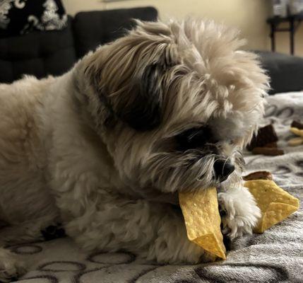 My dog Gizmo enjoys their tortilla chips!