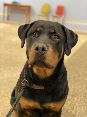 Ziva practicing sit during training