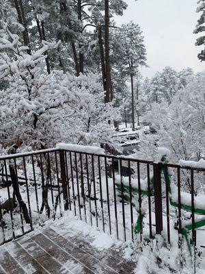 Snow on the trees