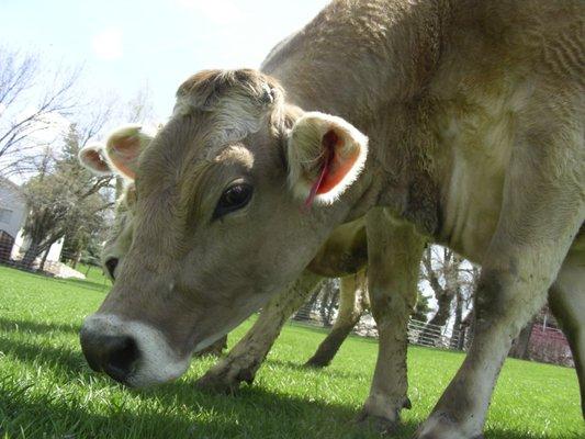 Rockhill cheese is made from the milk of our Brown Swiss cows