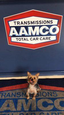 Cute shop dog! Voted best Transmissions Shop in Topeka!