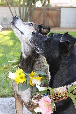 Leis for our pups