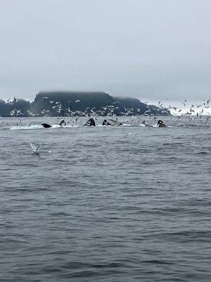 Humpback whales feeding!