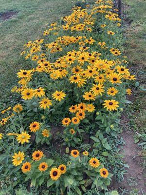 Black Eyed Susan