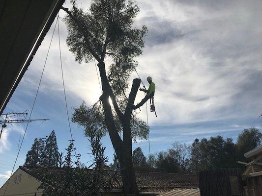 Tree Removal at the Diamond Springs Mobile Home Park.