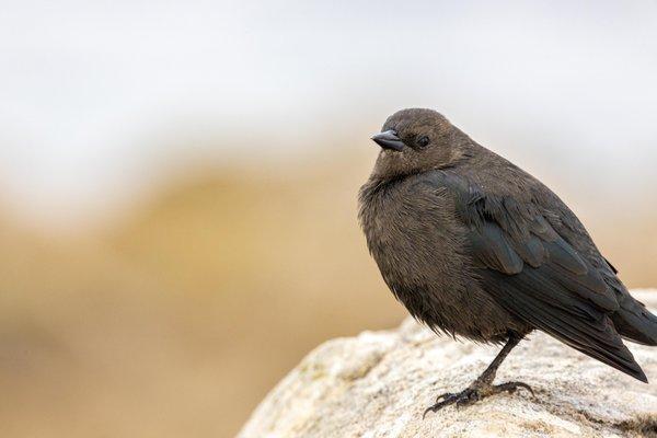 17-mile Drive Stop 7 Bird Rock