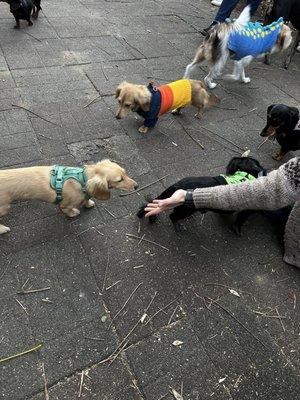 Sausage Dog Party!