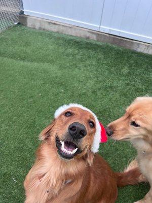 she's pretty much the adorable-est Merry Christmas puppy ever!