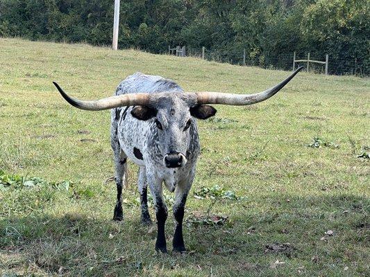 Preservation distillery grounds with over 35 longhorn.