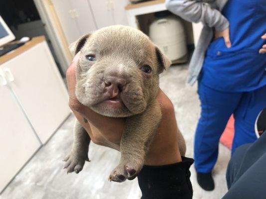 Cleft Puppy Rescue