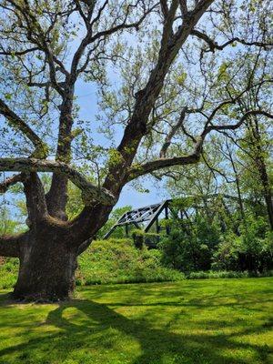 majestic and old tree